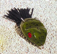Scum Frog SF-125 Topwater Frog, 2 1/2 Inch, 5/16 oz, Green Pumpkin | 031132001252
