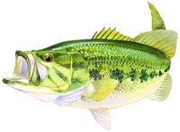 AFN ST5599 Large Mouth Bass Decal | 850099005284