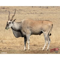 DuraMesh Archery Target  br  Eland 25 in. x 32 in. | 745205023408