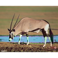 DuraMesh Archery Target  br  Gemsbuck 25 in. x 32 in. | 745205023507