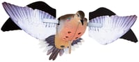 Avian-X Powerflight Robo Spinning Wing Dove Decoy | 082271001801