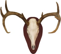 Hunter Specialties Mount Kit  br  Half Skull Deer Cherry | 021291016372