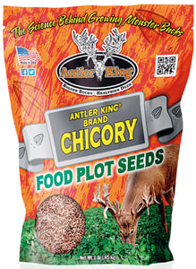 ANTLER KING CHICORY 1 BAG PERENNIAL 1/4 ACRE | 747101000620