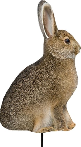 MONTANA DECOY MISS HOPTOBER | 851234000362