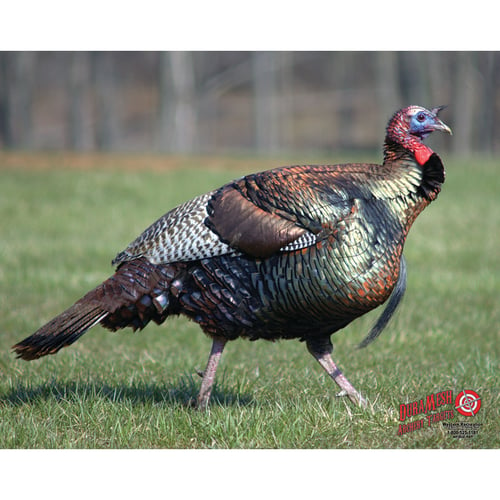 DuraMesh Archery Target  <br>  Turkey 25 in. x 32 in.