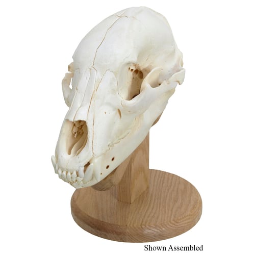 Walnut Hollow Skull Mounting  <br>  Kit Solid Oak