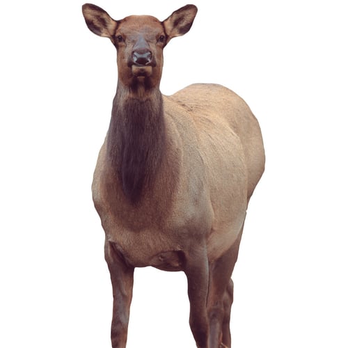 Montana Decoy Eichler Elk Decoy  <br>