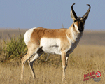 DuraMesh Archery Target  <br>  Antelope 25 in. x 32 in.